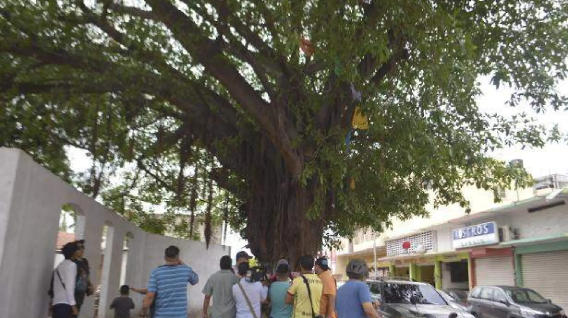 Acapulco - pretenden secar árbol con más de 60 años de antigüedad